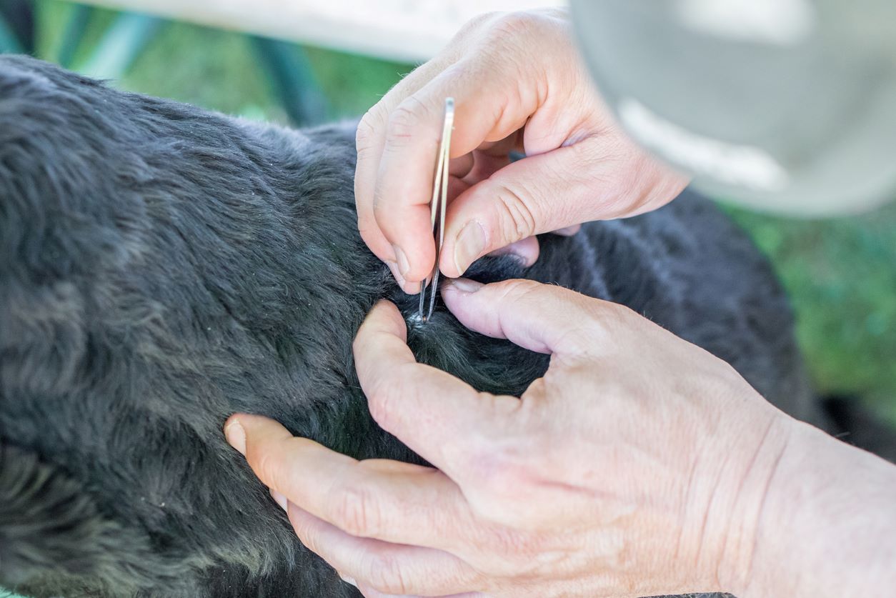 Tick being removed from pet’s skin with tweezers.