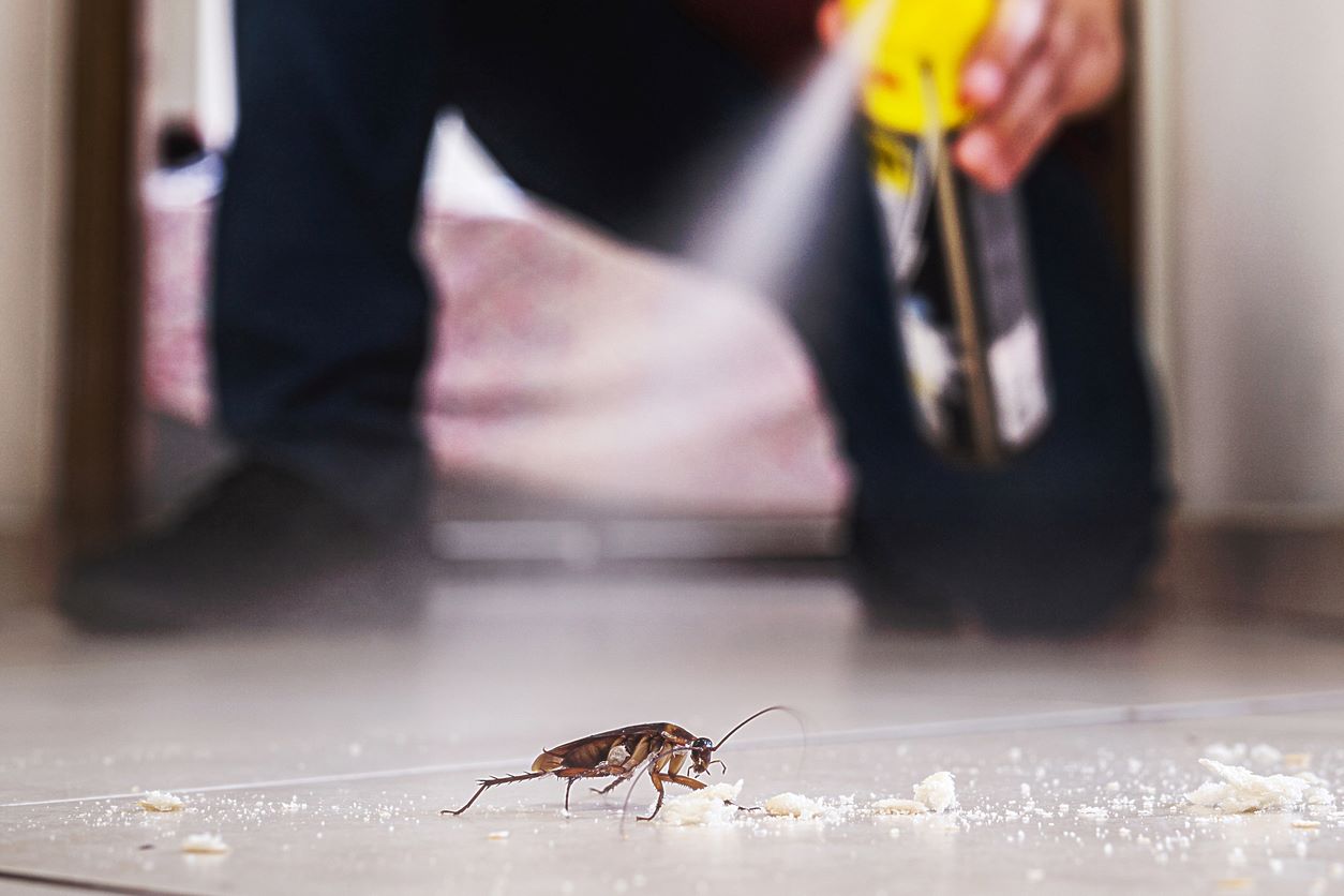 A person spraying pest control treatment on a cockroach on the floor.