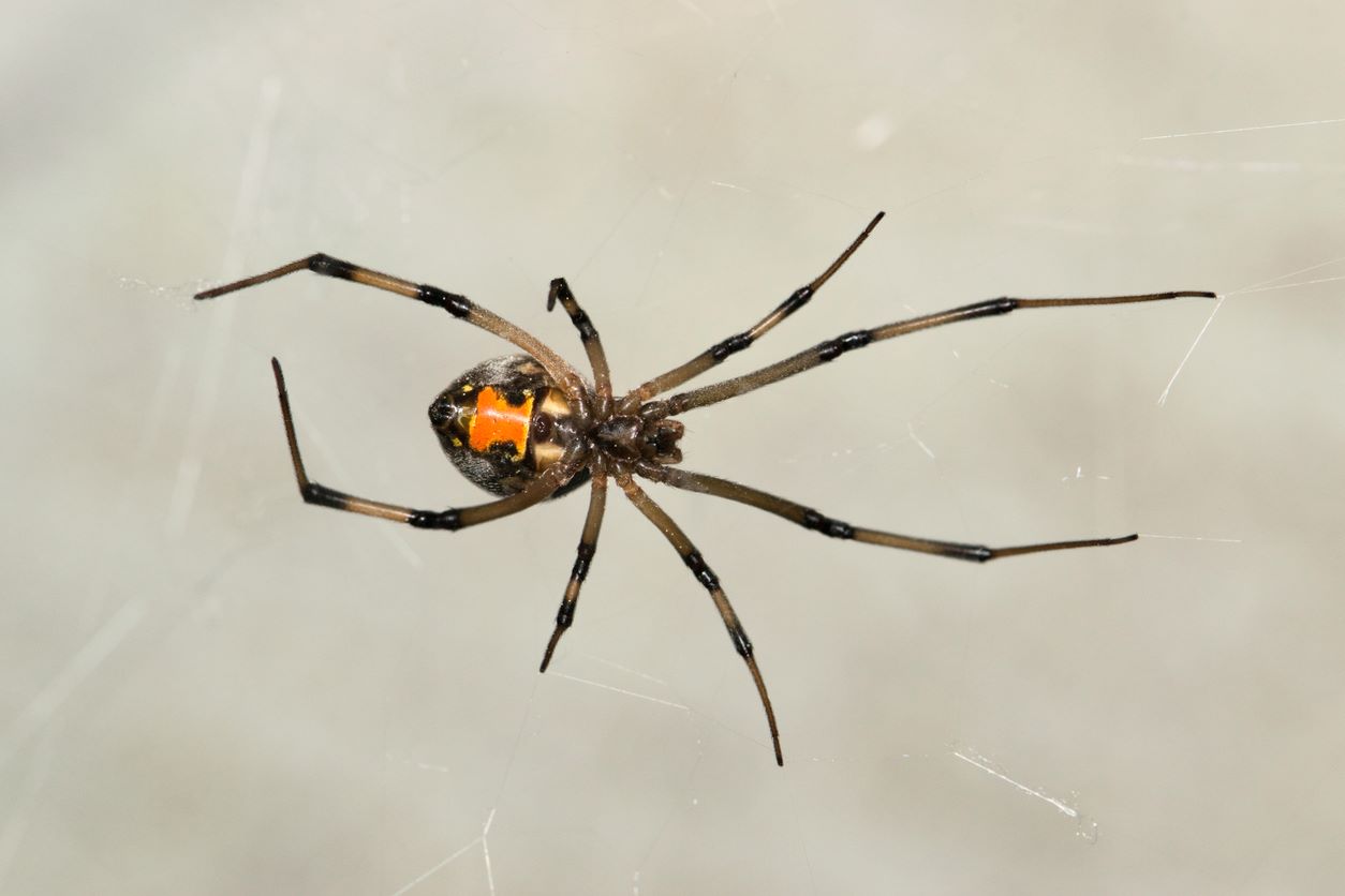 A brown widow spider crawling in a web.