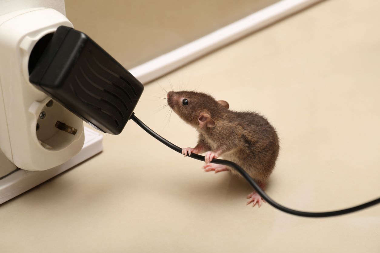 A small brown mouse sniffing and holding a charging cable.