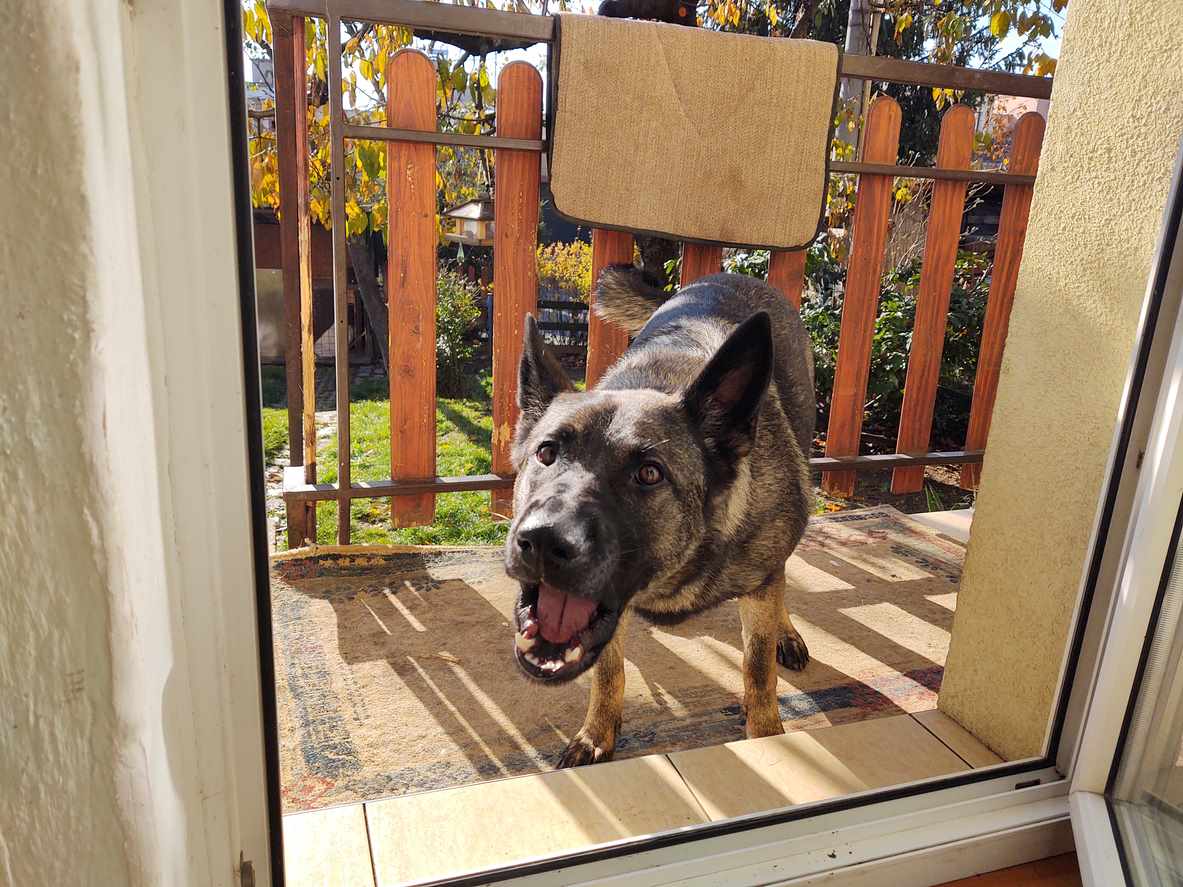 A German Shepherd barking at an open door. 