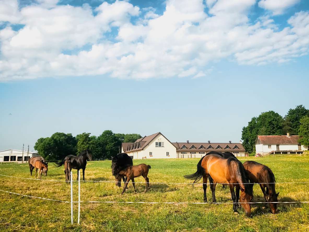 Horses feeding on grass in a pasture outside of a barn.