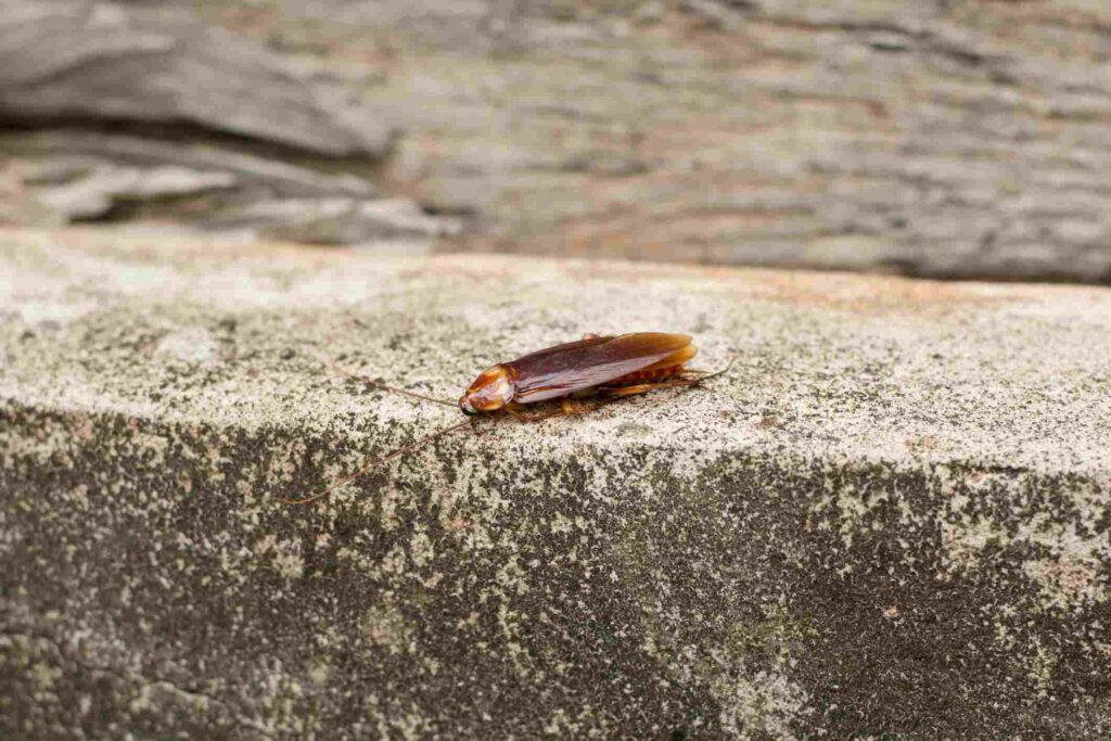 Cockroach crawling on a concrete surface.