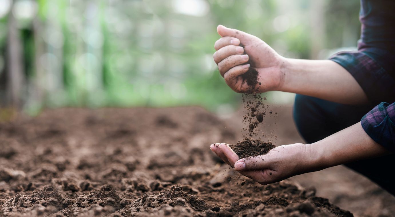 A gardener sifting through their soil to see if it’s healthy.