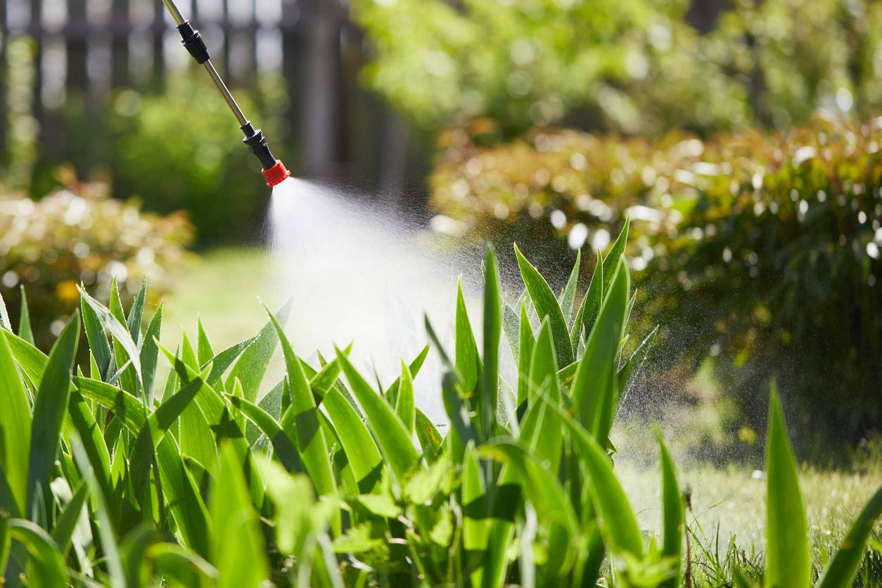Pest repellents are being sprayed onto garden plants