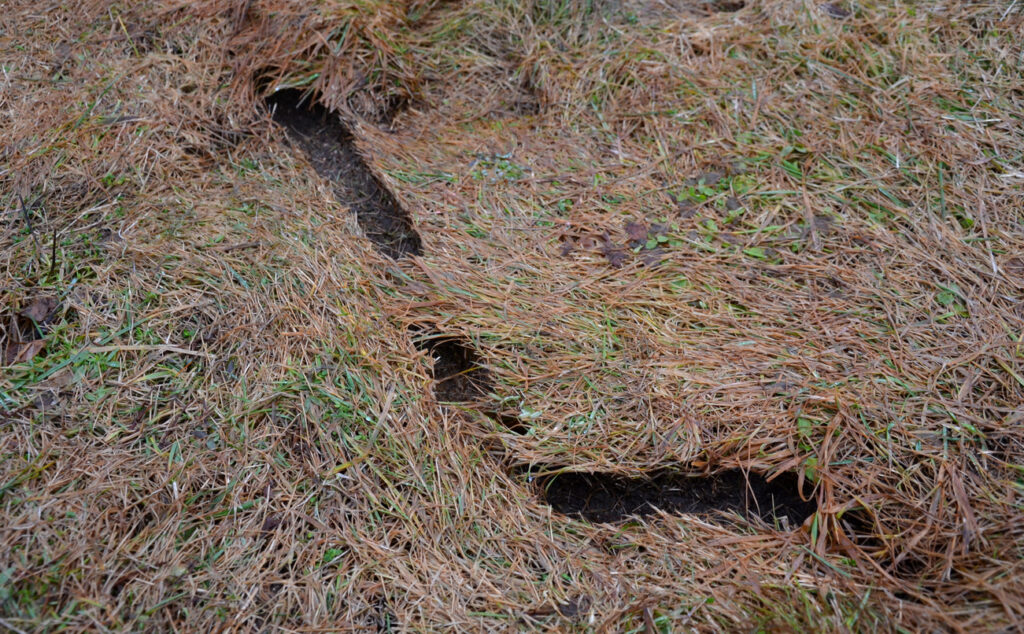 A visible vole runway carved out of a lawn with discolored grass surrounding it.