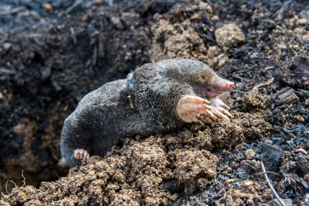 A mole crawls its way out of a tunnel through its molehill.