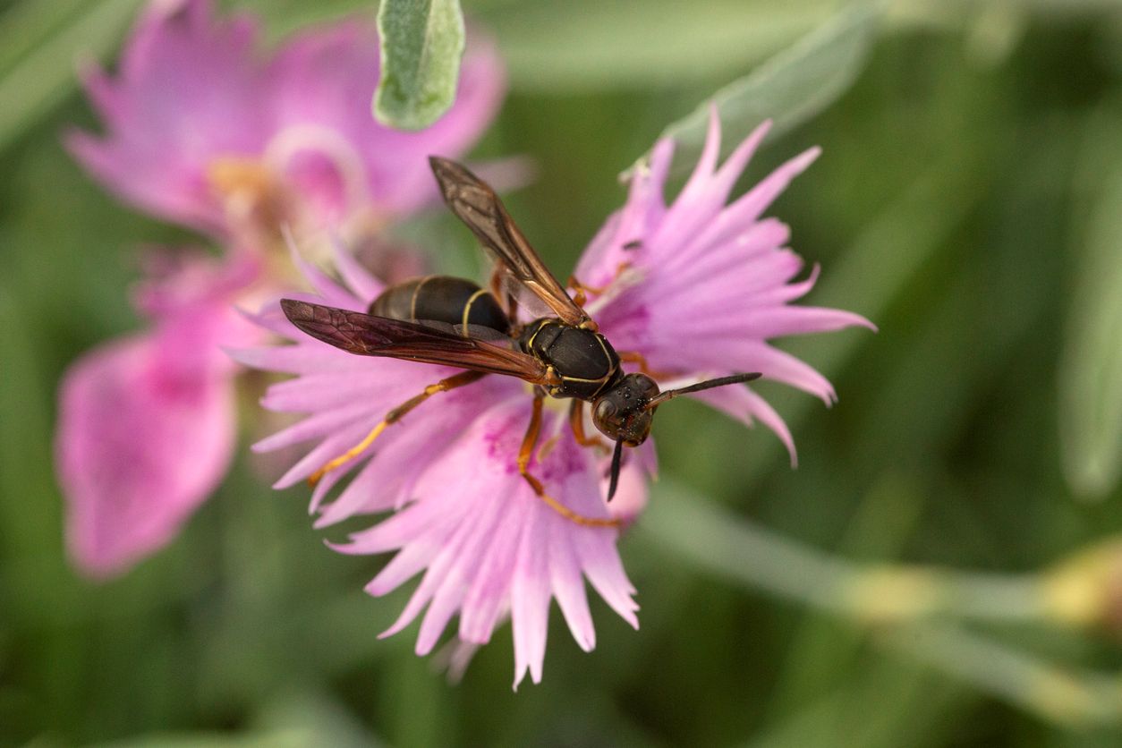 A paper wasp inspecting a purple flower.