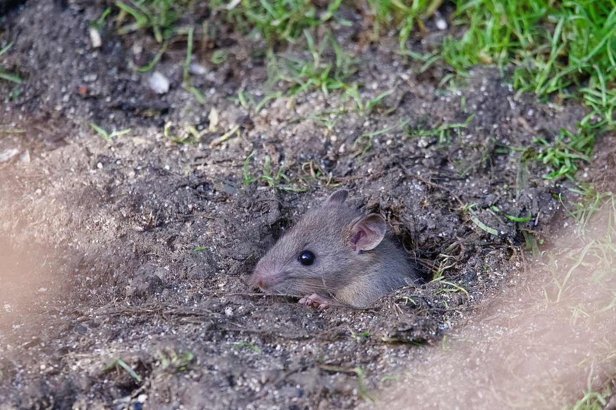 A young brown rat pokes its head out of the lawn, seeing if the coast is clear to emerge.