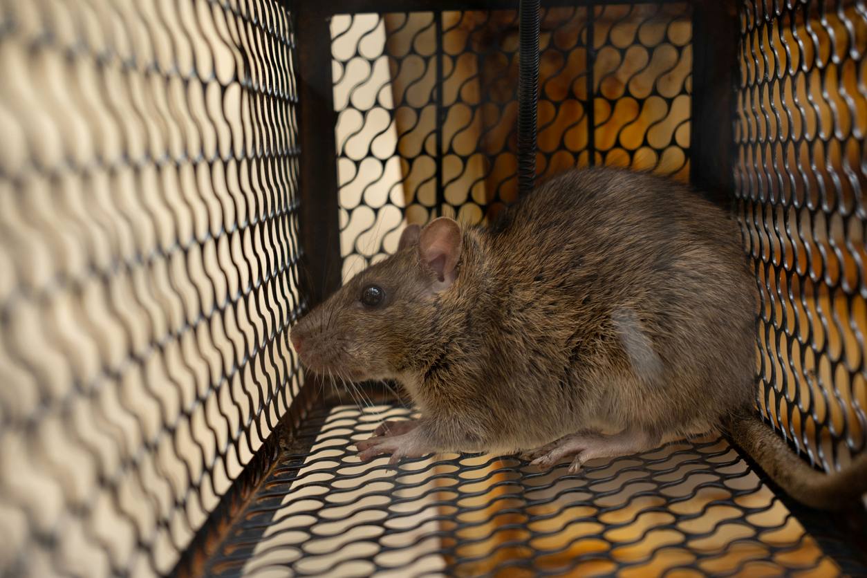 A rat sits trapped inside a metal cage.