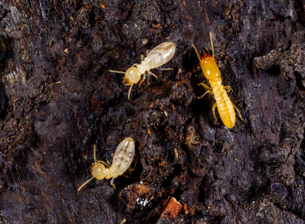 How Anaheim Weather Influences Termite Activity | Dewey Pest Control \u0026  Termite Control Service, image size:1195x877