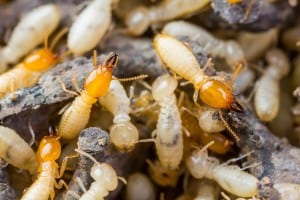 Dewey Termite Control