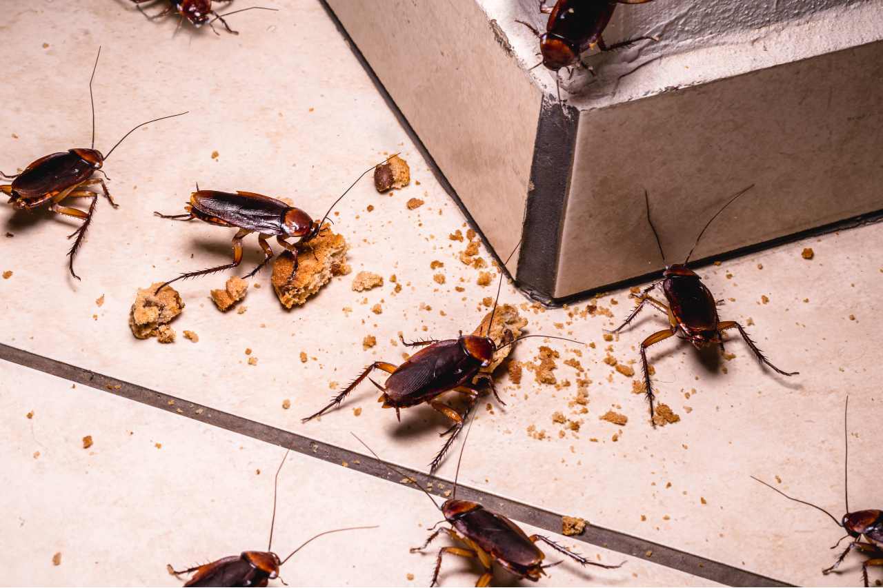 An infestation of cockroaches in a home eating cookie crumbs