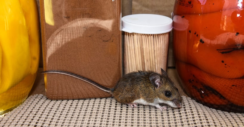 house mouse by pantry items
