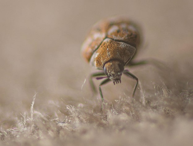 Carpet beetle crawling on carpet or rough fabric.