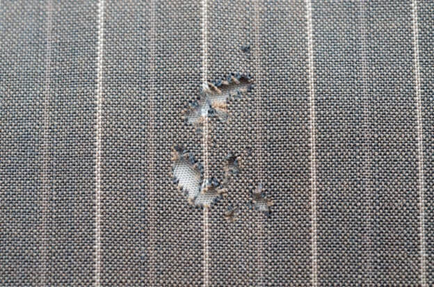 Fabric with damage and holes from pests.
