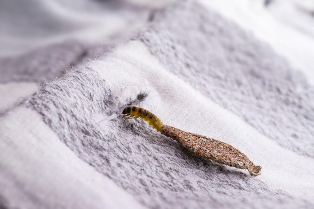  Case-making clothes moth crawling and feeding on textiles.