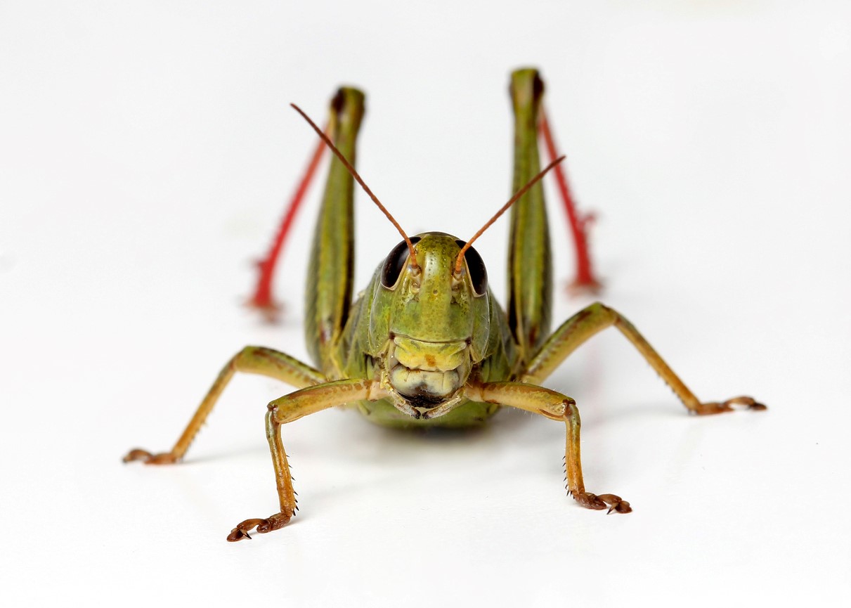 A cricket looking at the camera