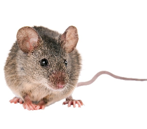 Mice & Rats Control Services