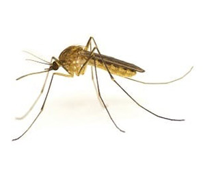 Mosquitoes & Mosquito Traps