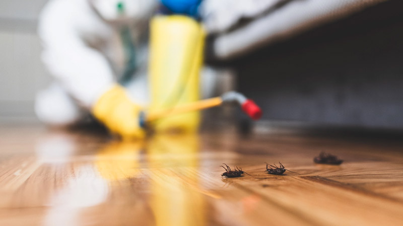 Cockroach Exterminator Port Charlotte