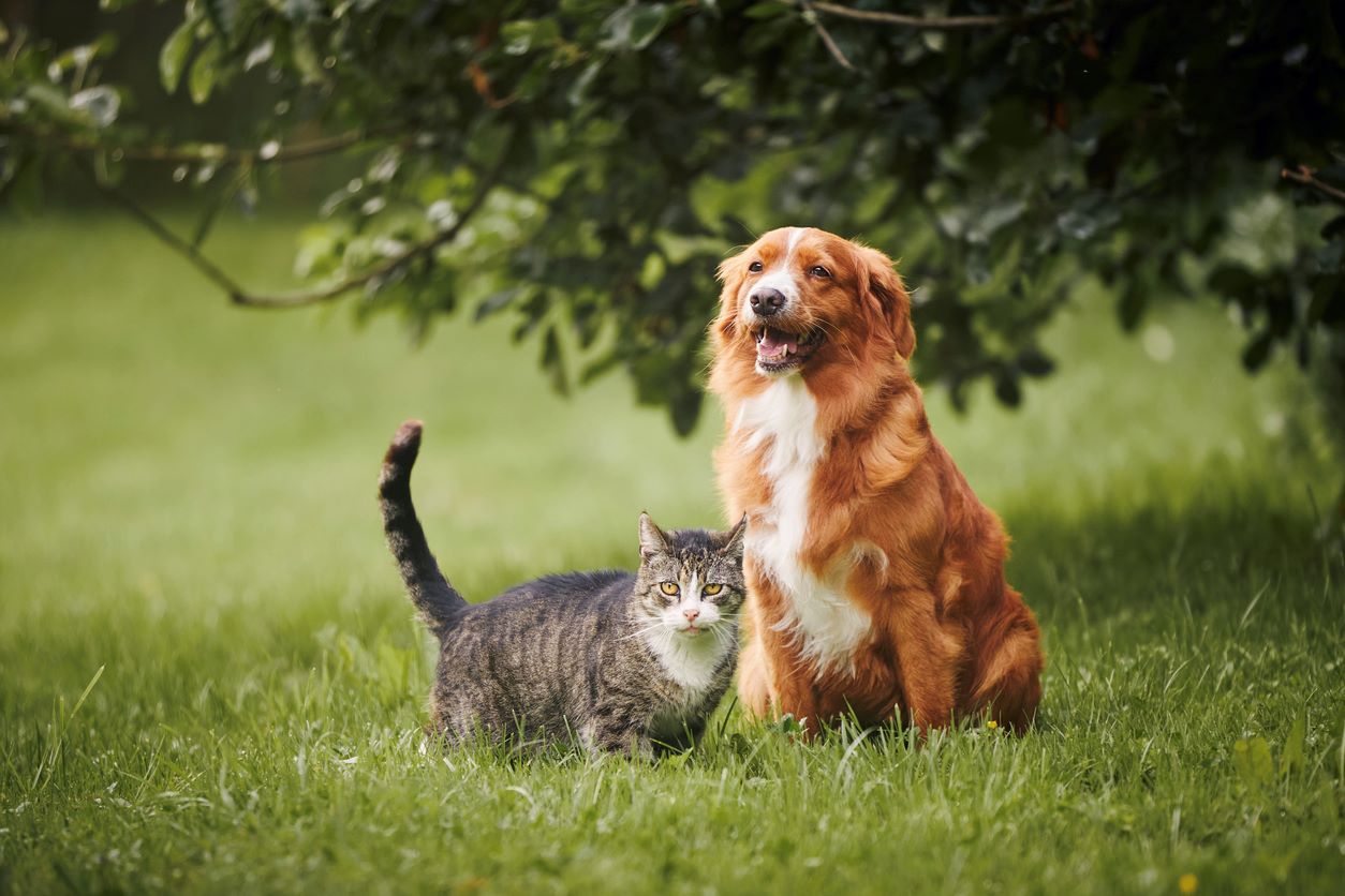 Dog and cat sitting beside each other outside under a tree.