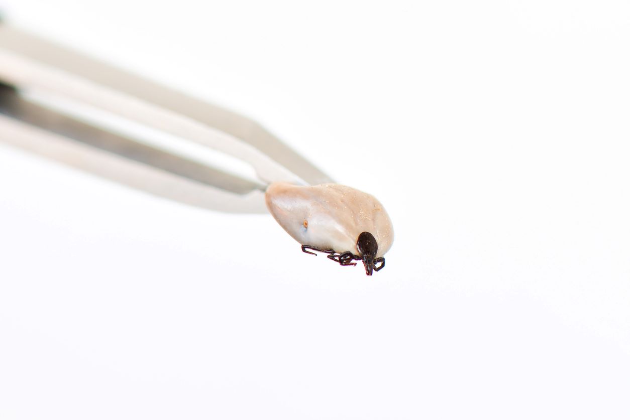Closeup of a tick held up by tweezers after being removed from the host.