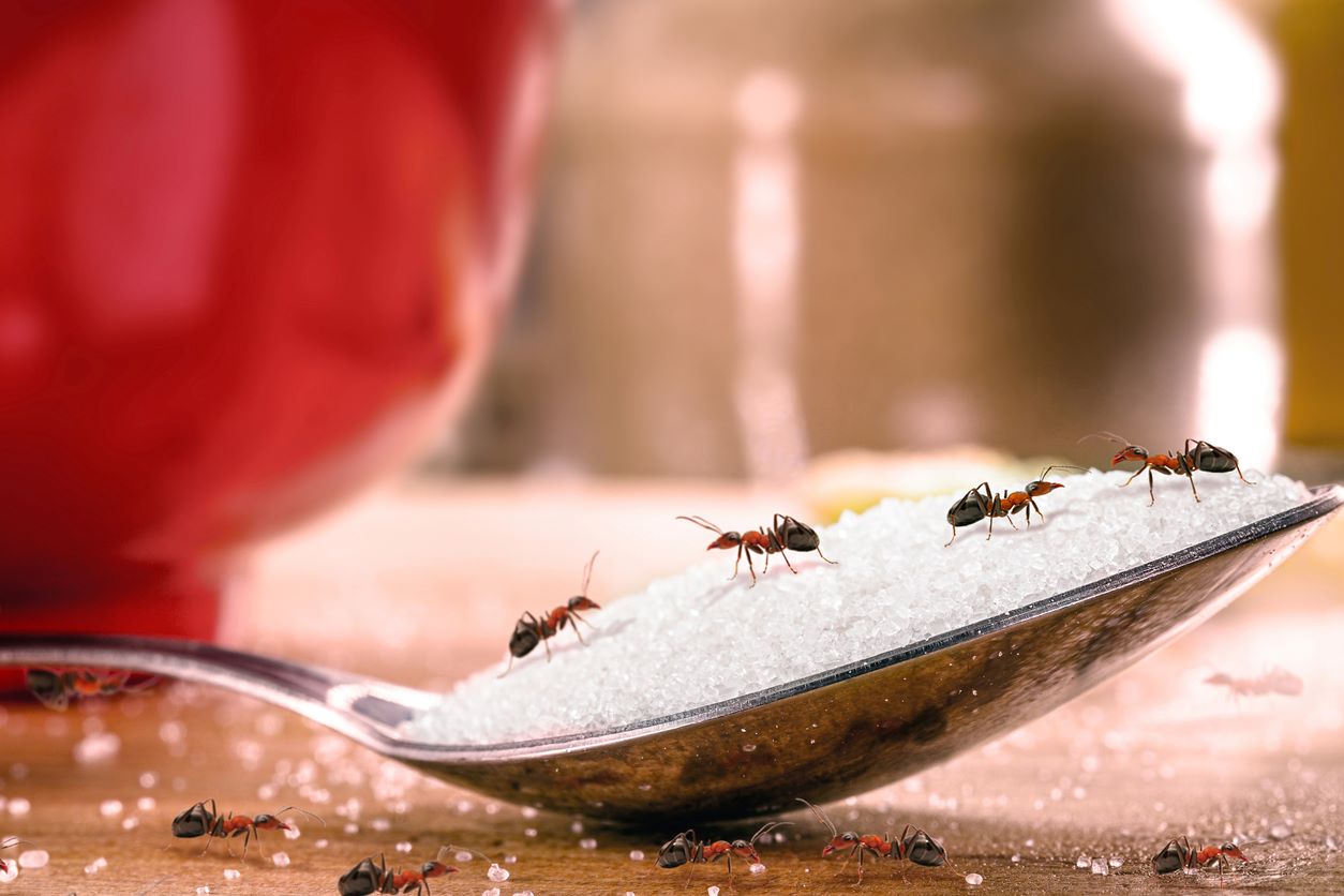 Ants eating sugar on a spoon found around the kitchen.