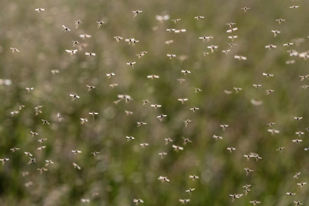 A swarm of flying mosquitoes seen against a green background.