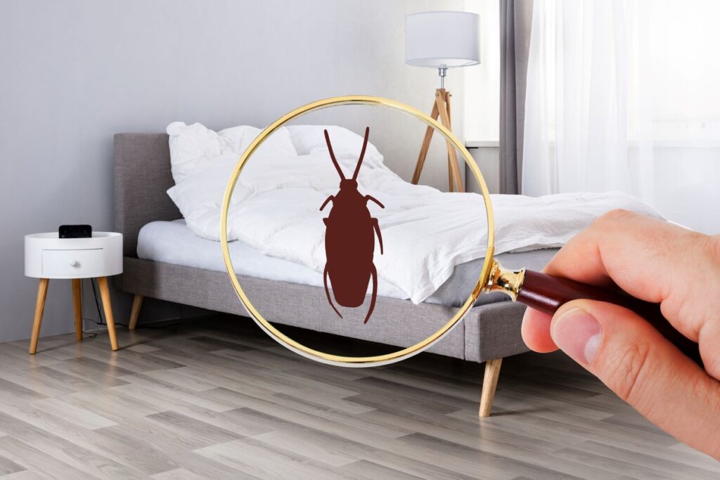 Concept image of a cockroach under a magnifying glass in a white room.