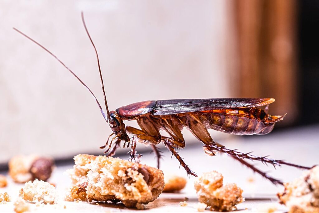 A cockroach crawling over food crumbs near the door of a house