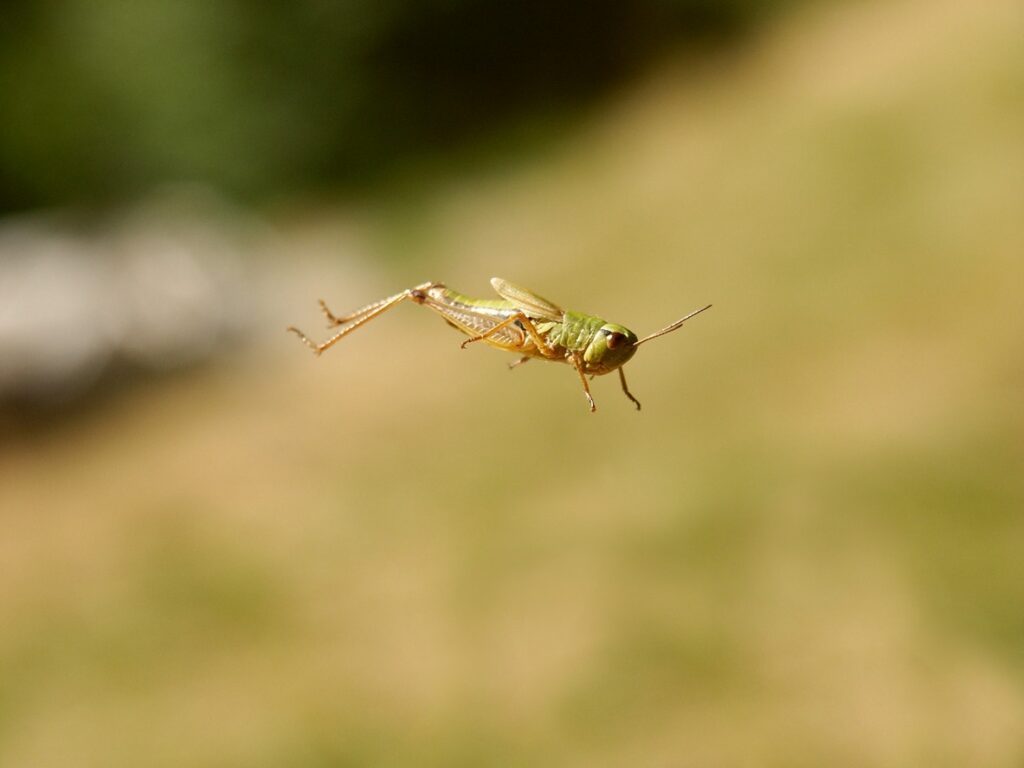 A cricket jumping through the air