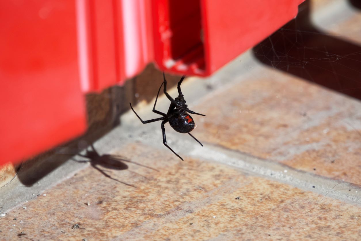 A black widow spider hanging in a web.