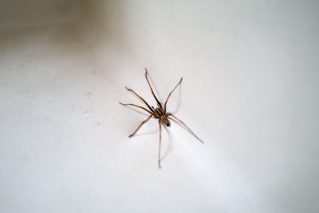 A close-up of a large house spider in a wash basin sink in a home.