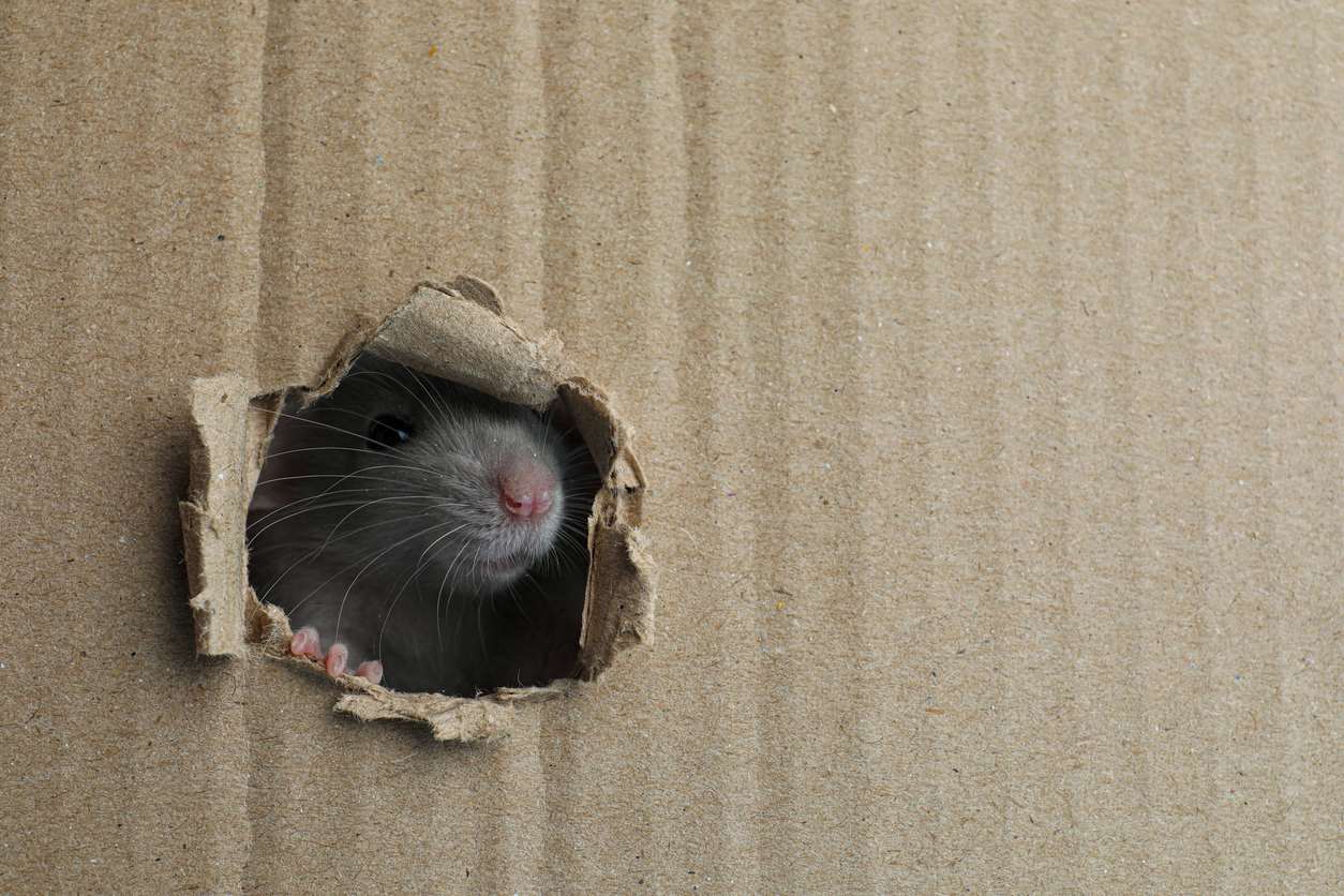 A rat looking through a chewed-through hole in a cardboard box.