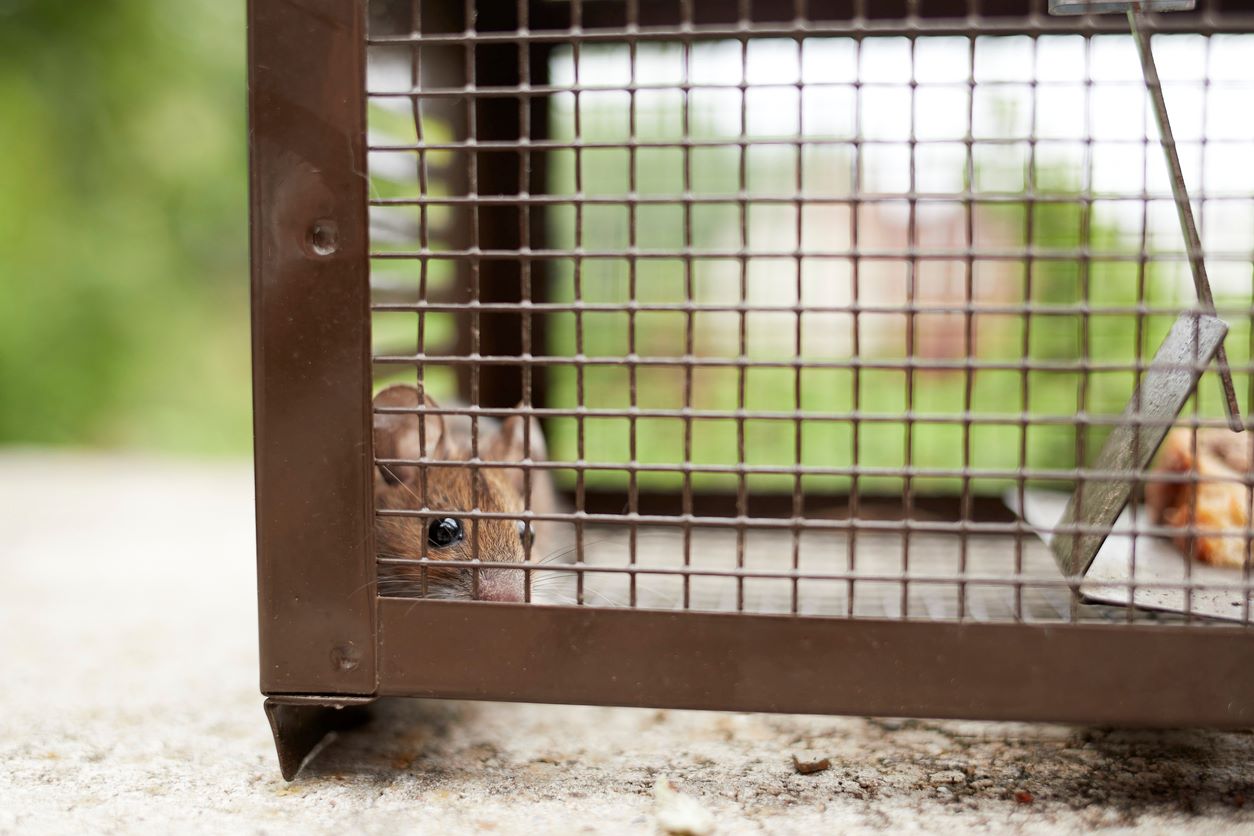 A mouse in a live trap ready to be released back into the wilderness.