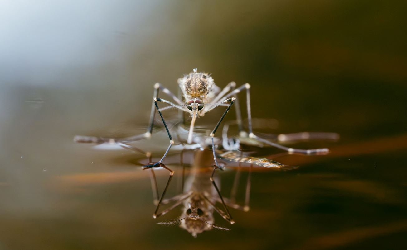 A mosquito standing on the surface of a puddle of water.