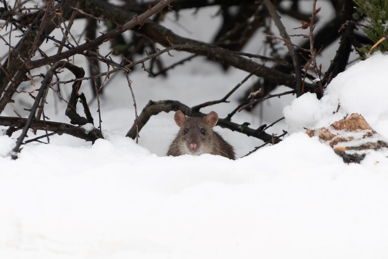 Rat in the snowy forest on the lookout for shelter.