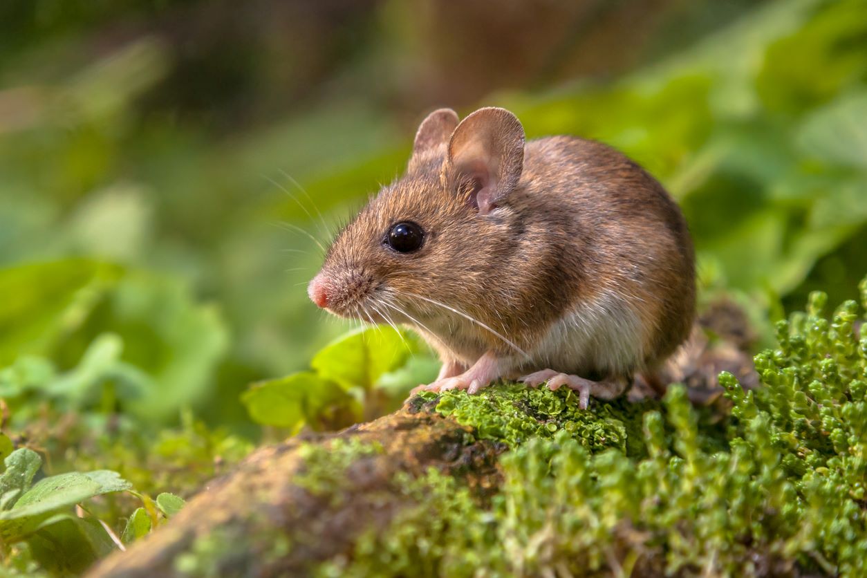 A wood mouse sitting on top of a mossy log.