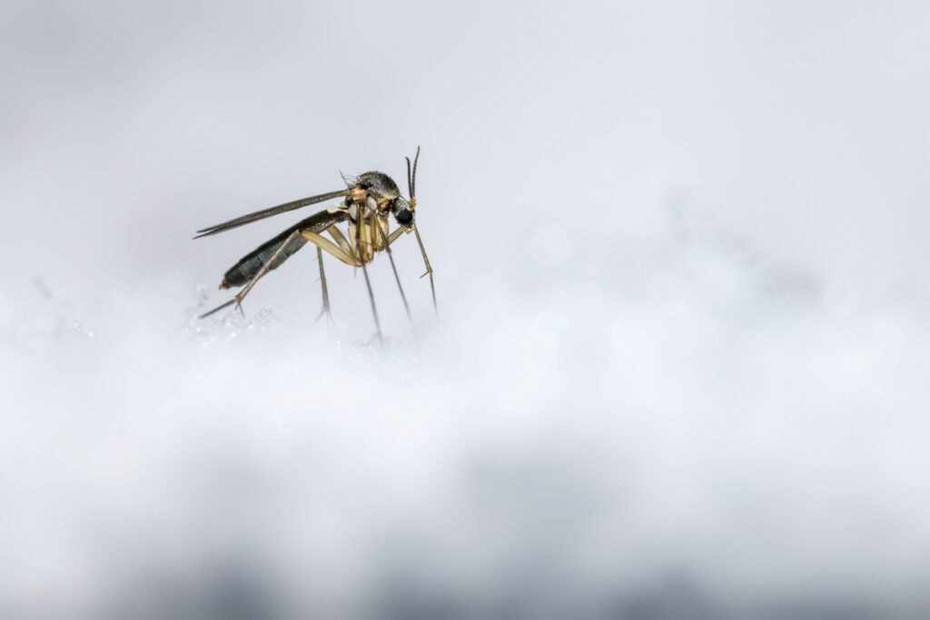 A mosquito sits on top of the snowy ground.