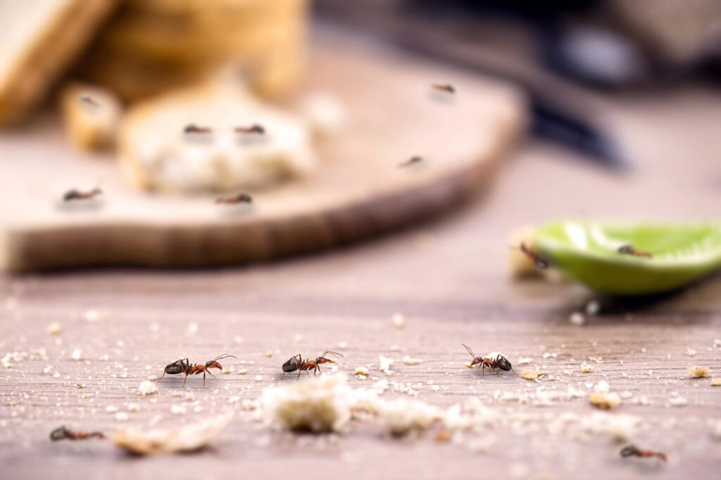 A row of ants travel across a crumby kitchen table in search of food.