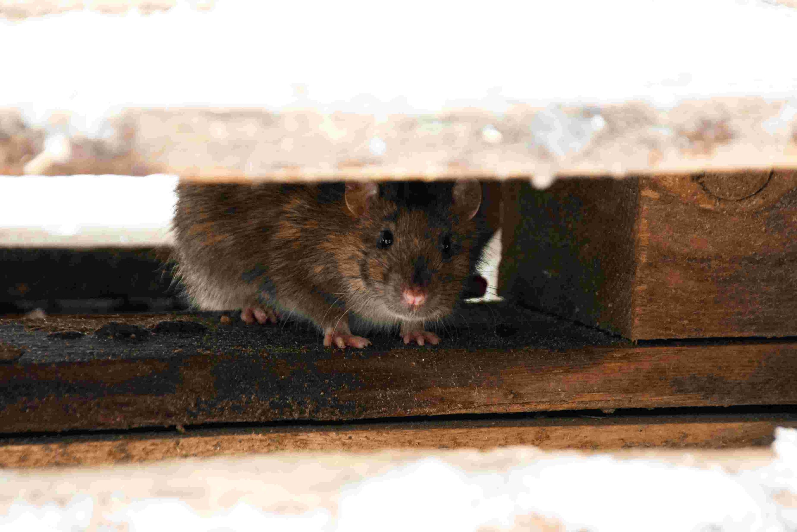 A rat hides between the planks of a wooden pallet.