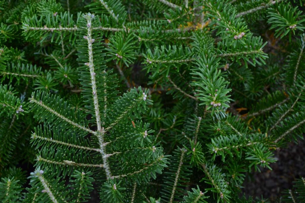 Some firm branches of a Christmas tree.