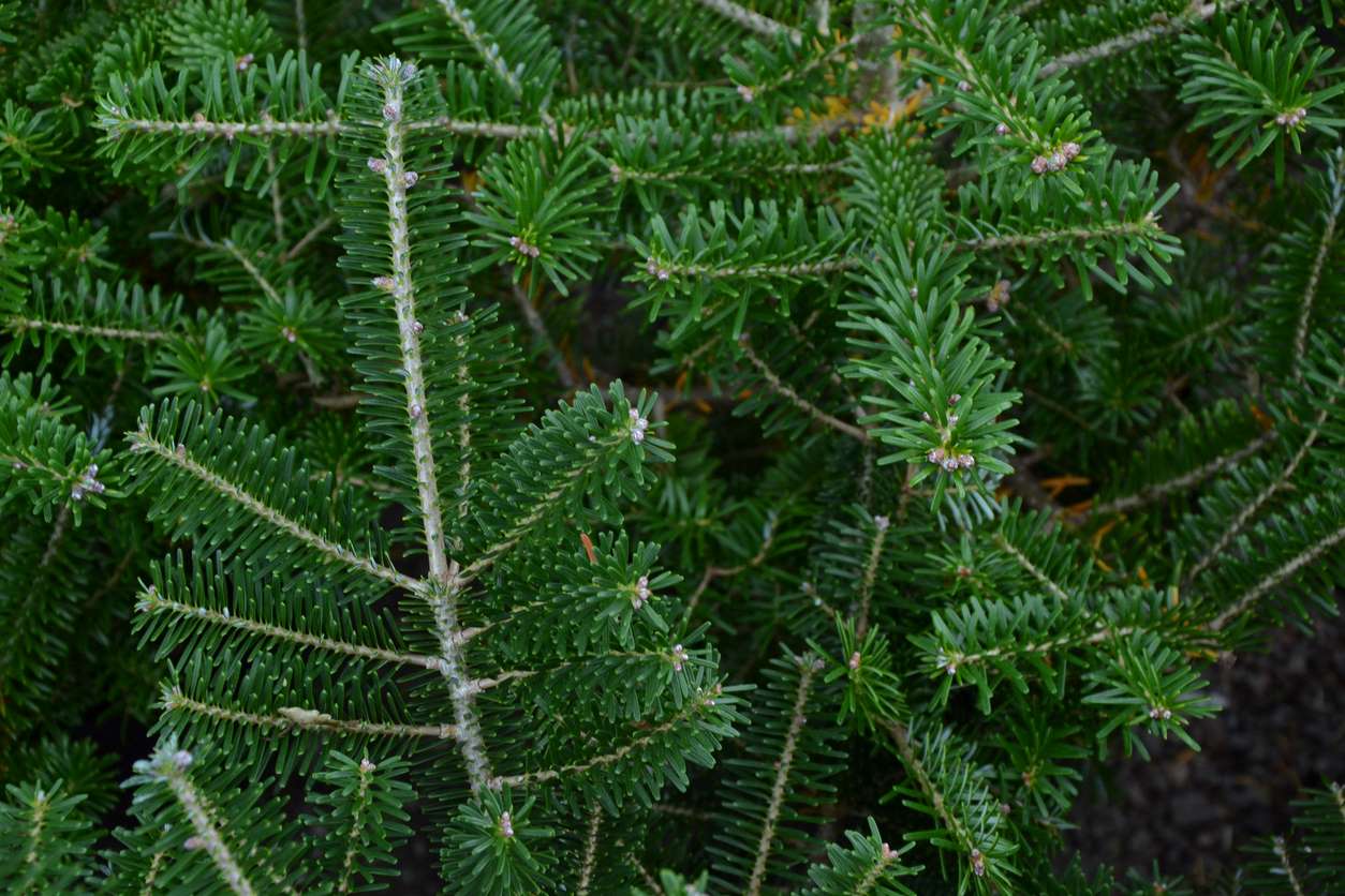 Some firm branches of a Christmas tree.