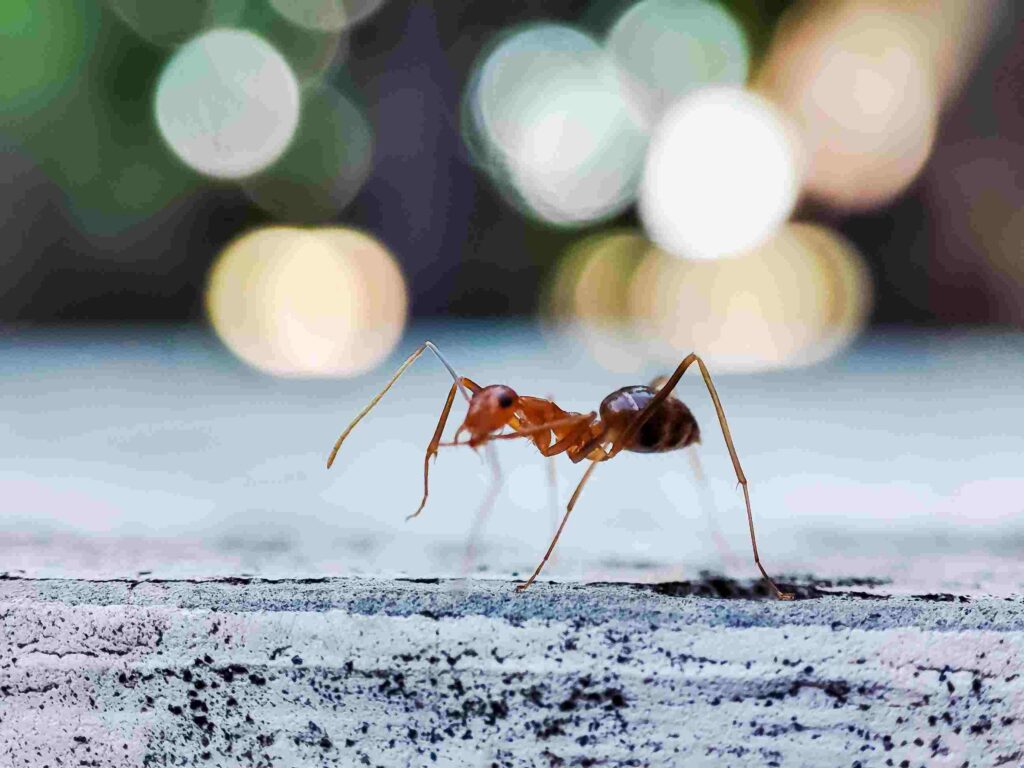 A yellow crazy ant with its distinctively long legs crawling on the ground.