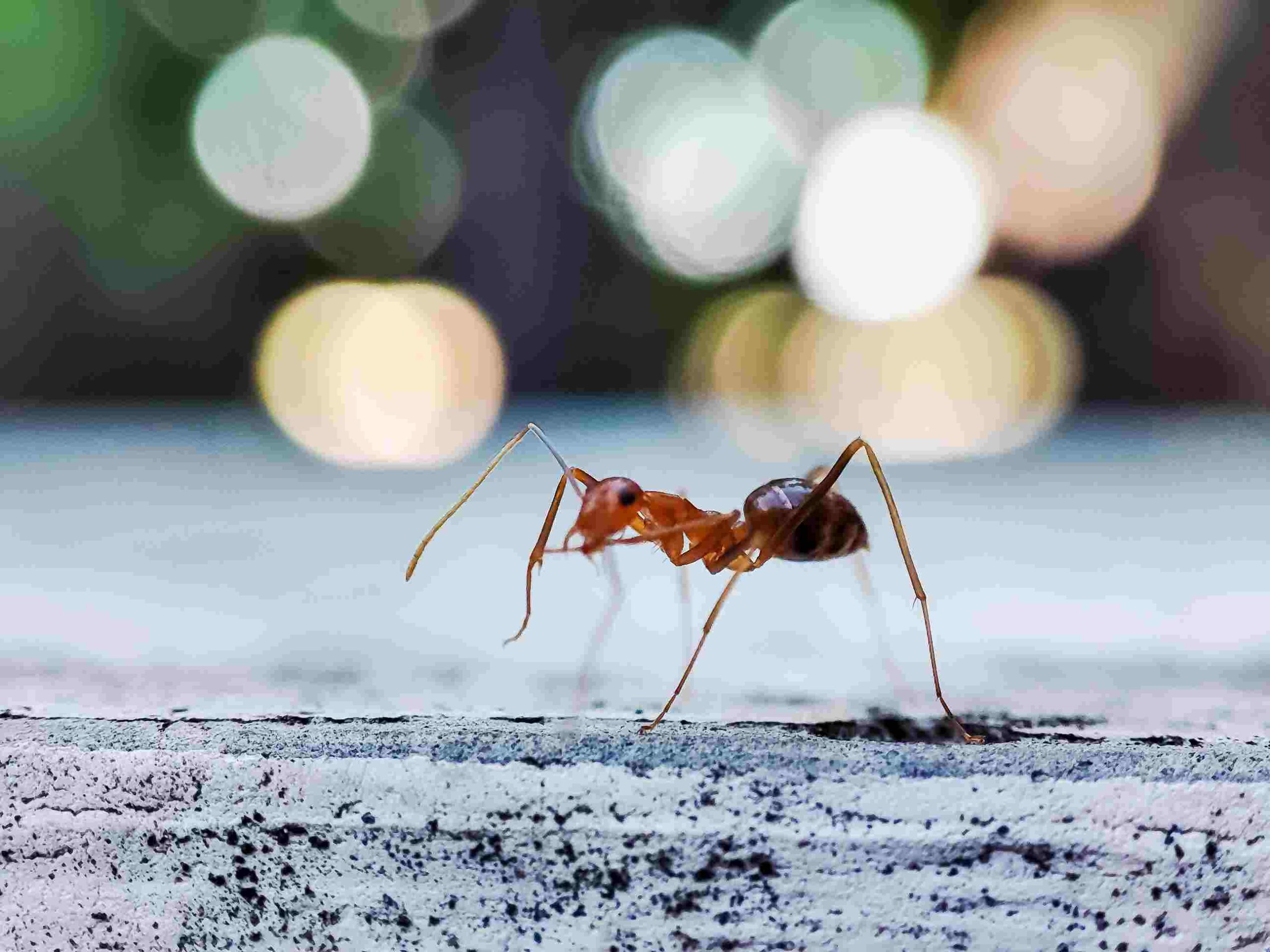 A yellow crazy ant with its distinctively long legs crawling on the ground.