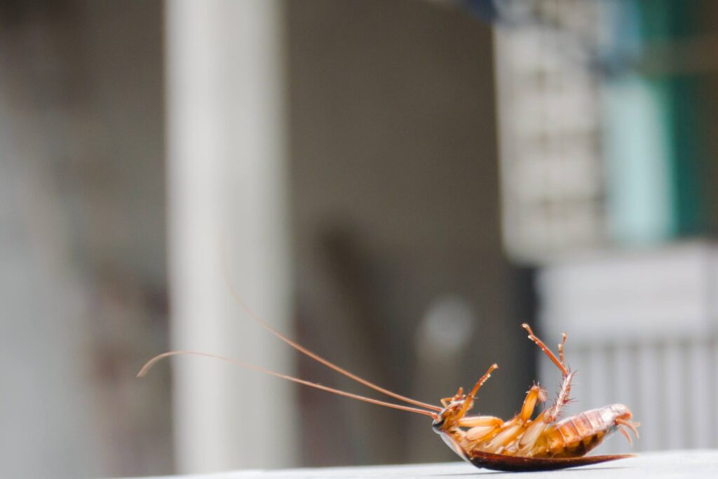 A deceased cockroach lies on its back on a white kitchen table.