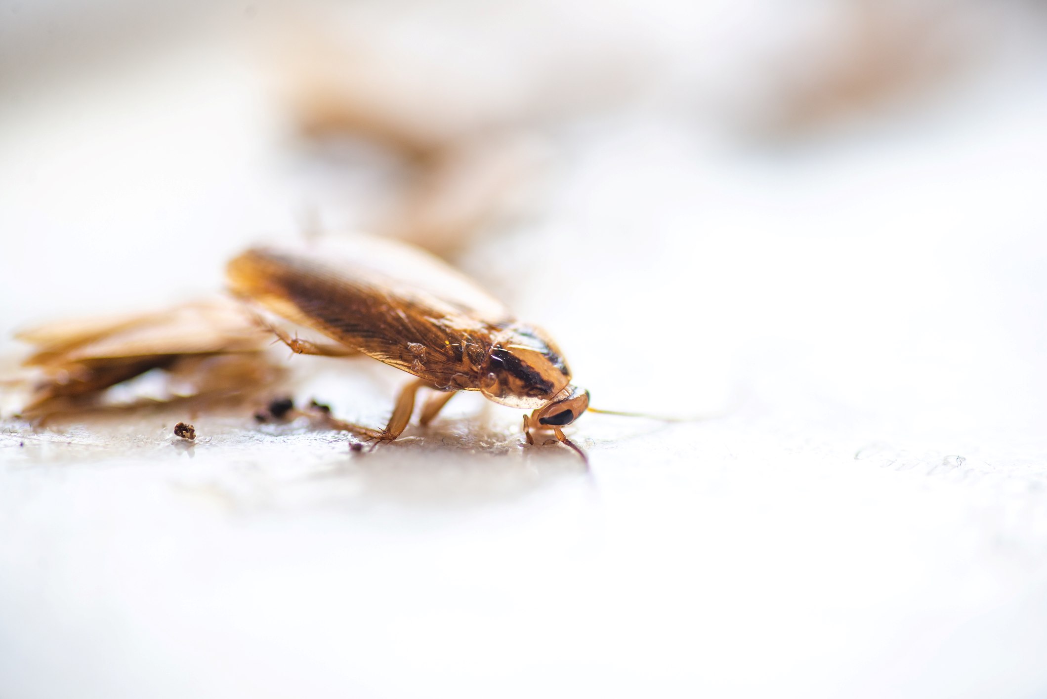 A cockroach crawling along a hard surface in a house.