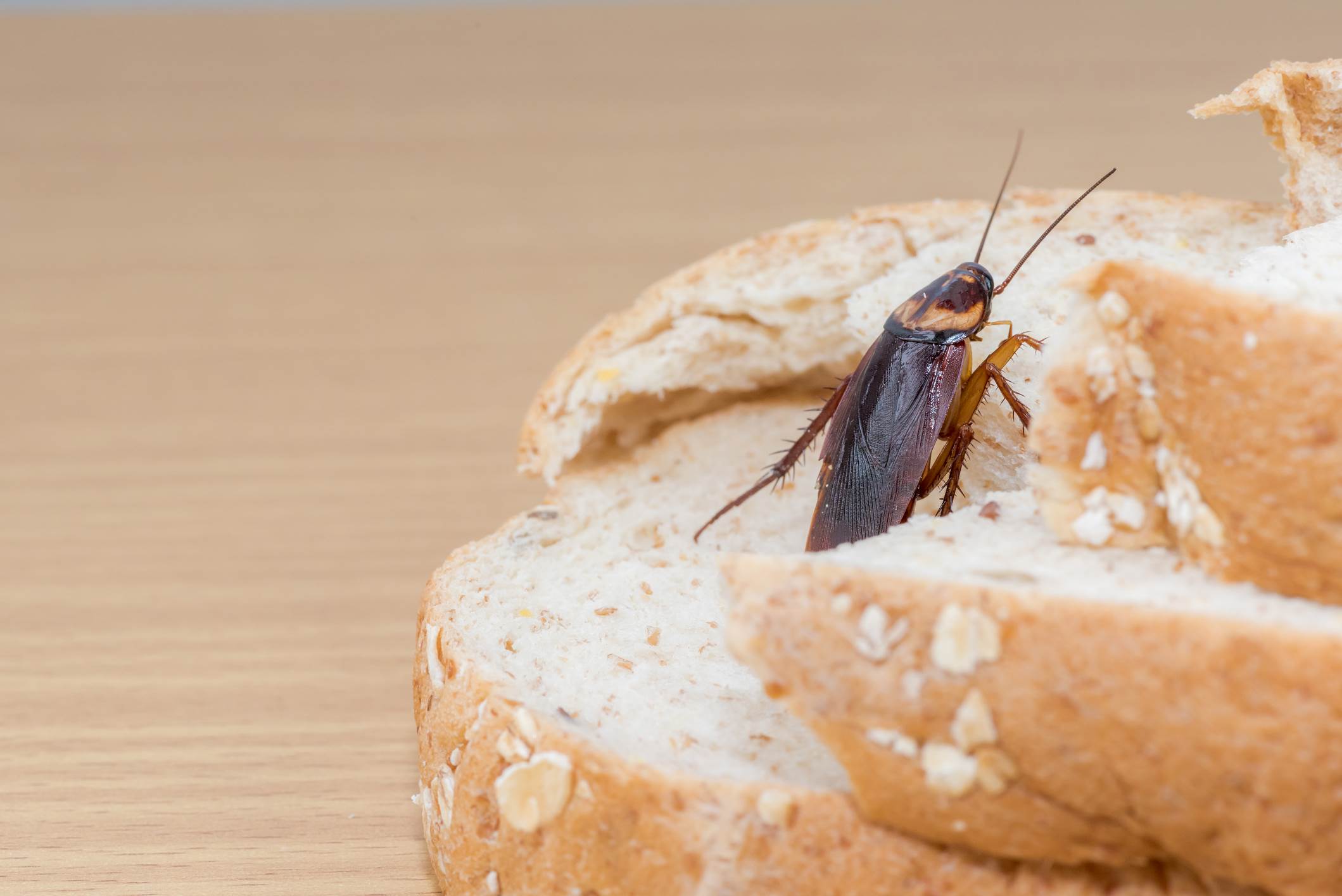 A cockroach crawling on and contaminating a slice of whole wheat bread.