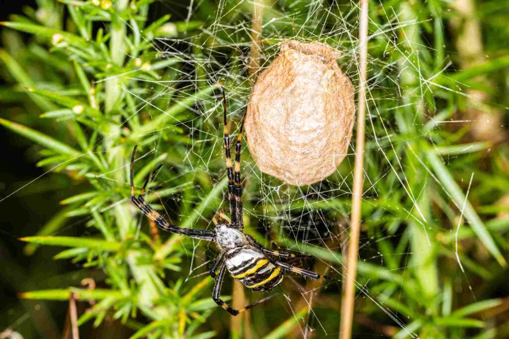 A wasp spider tends to its egg sac kept in its outdoor web.